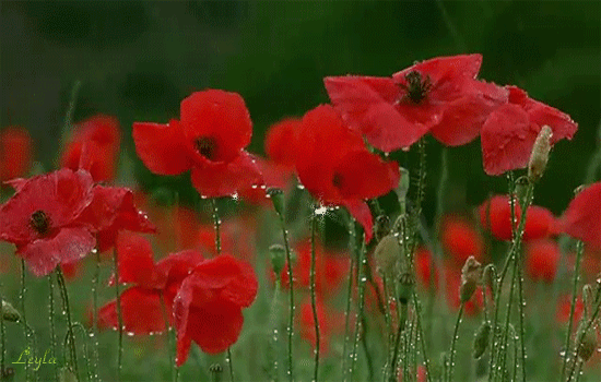 Spomienka na obete svetových vojen (11.11.2022 o 11:11)